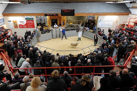 Kelso Ram Sales - 9th September 2022. . Dingwall auction mart catalogues